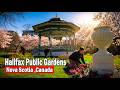 Blooming Tulips Halifax Public Garden 2026!🌹 | 4K Relaxing Morning Nature Walk