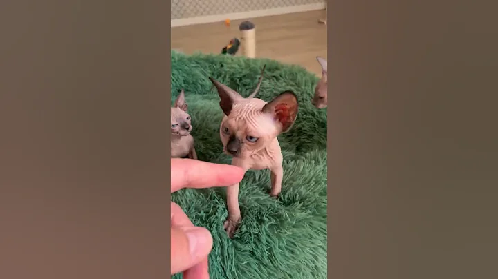Video 1193281: sphynx kitten, gorgeous sphynx, post funny