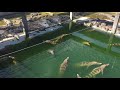 Crocodiles Farm #5 - YouTube