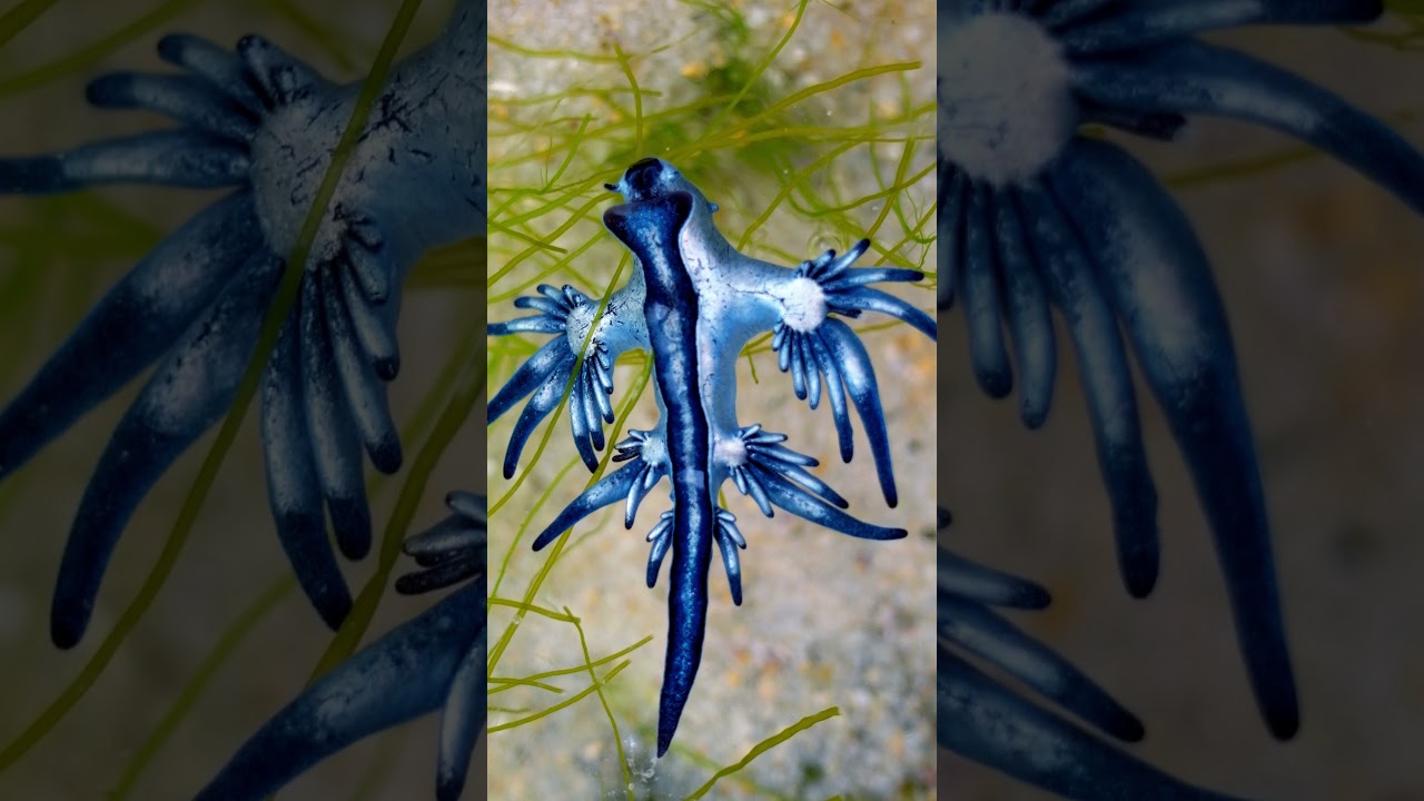Meet the Blue Dragon Fish: Ocean's Mystical Creature