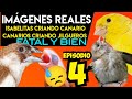 #4 ISABELITAS criando CANARIO y Canarios criando JILGUEROS (Lo comprobamos)