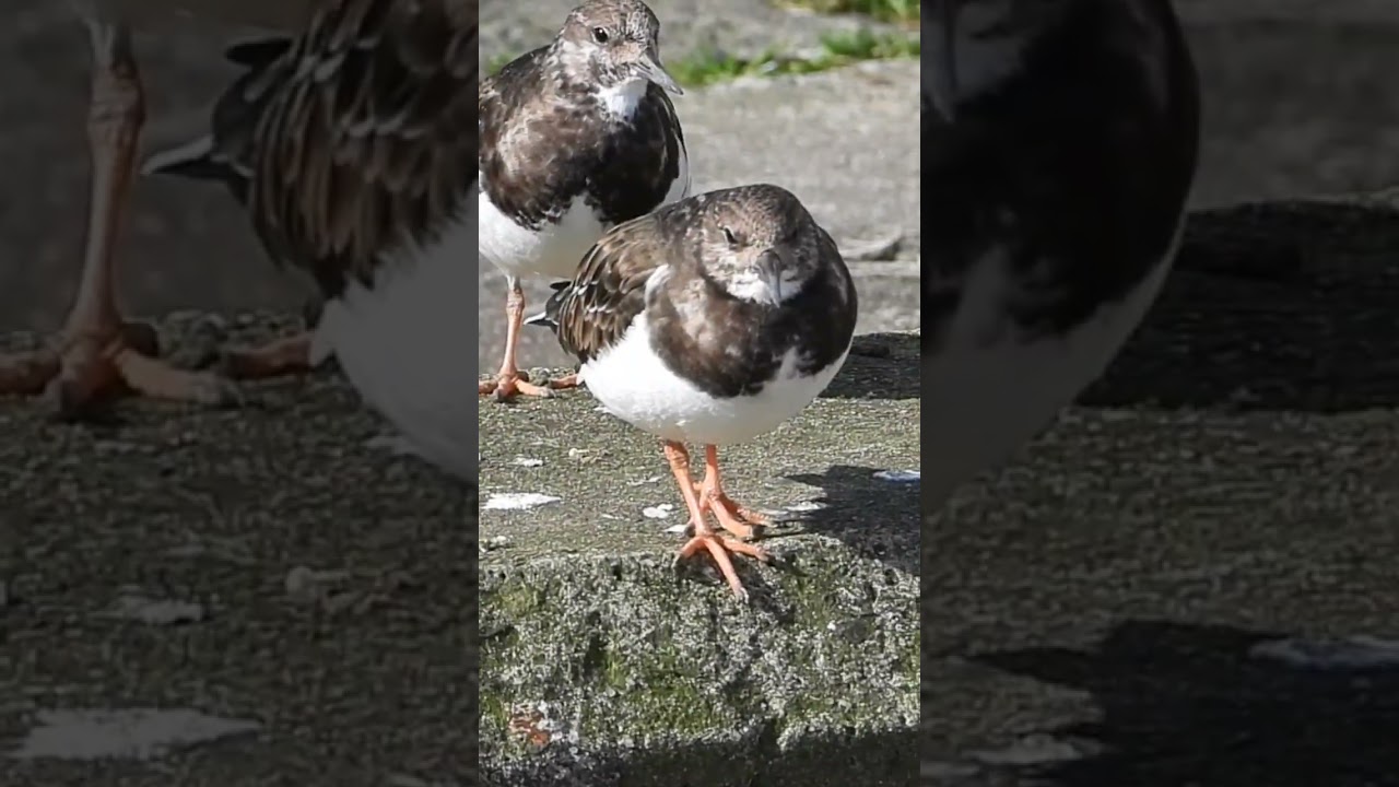 short IN THIS WEEKS ADVENTURE! #shorts  #birding #wildlife #shorts #birdtube #birds #natureshorts