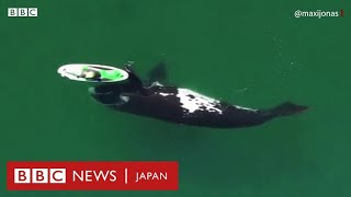 パドルボードにクジラの訪問客、ドローンが偶然撮影　アルゼンチン