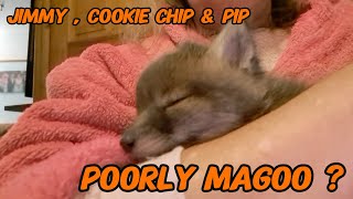 Poorly Magoo  #wildlife #fox #cuteanimals #viral #fyp #vlog #nightlife