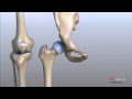 Knee Anatomy Animated Tutorial - YouTube