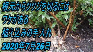 根元からツツジを切るにはワケがある 植え込みの手入れ2020年7月26日