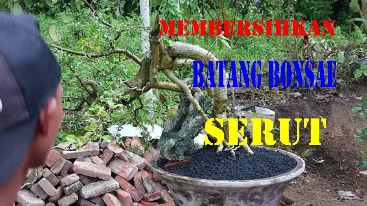 Foto membersihkan lumut pada batang bonsai terkait rekomendasi perawatan pasca membersihkan lumut pada batang bonsai