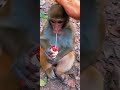 Monkeys learn to eat and run through trees