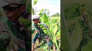 Di Situlah Kadang Saya Bertakon Takon Bahasa Mana Ya Ada Yang Tau hiburansemata shorts