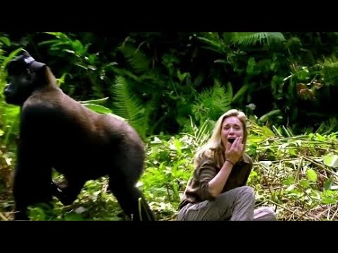 Videó: Miért van a gorilláknak valójában nagy orrlyukai?