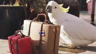 Bird BnB Launch Trailer screenshot 4