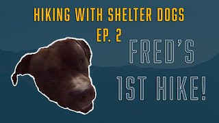 Fred's First Hike! - HIKING WITH SHELTER DOGS, EP. 2 - 'Fred' from The Haven ACS in Lubbock, Tx