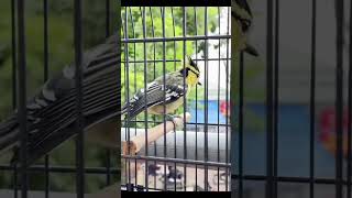 Kicauanyauhhh Mantab Sekaliburungmasteran burungbagus burunglangka gelatikgacor