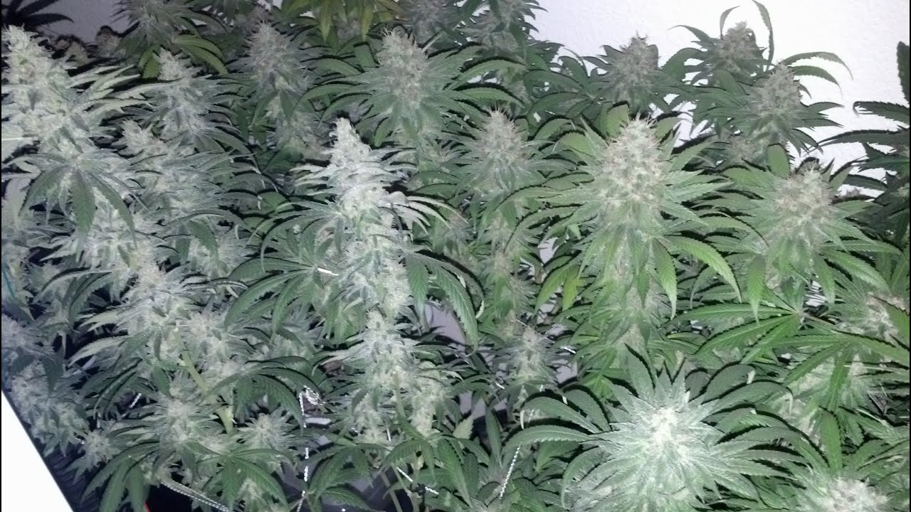 Blubonic SCRoG day 53! [THE FLUSH] 9.4.14 [Blue Planet Nutes]