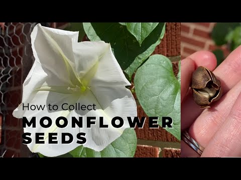 How to save moonflower seeds |  Tropical White Morning-Glory