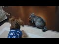 愛犬に猫パンチ炸裂~僕のご飯が・・