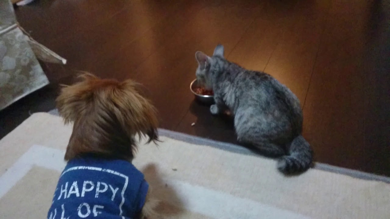 愛犬に猫パンチ炸裂~僕のご飯が・・