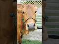 sapi terlangka di dunia.# sapi lucu#shorts# vidio#funny