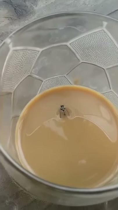 BODOR SUNDA | VIDEO LUCU | LALAT MASUK KOPI (BAHASA SUNDA) 😂
