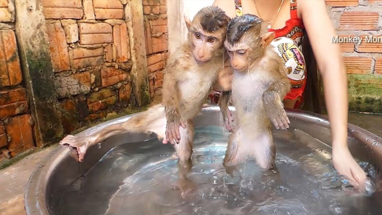 Monkey Mori!! Baby Monkey Mori And Dodo Take Bath In The Morning