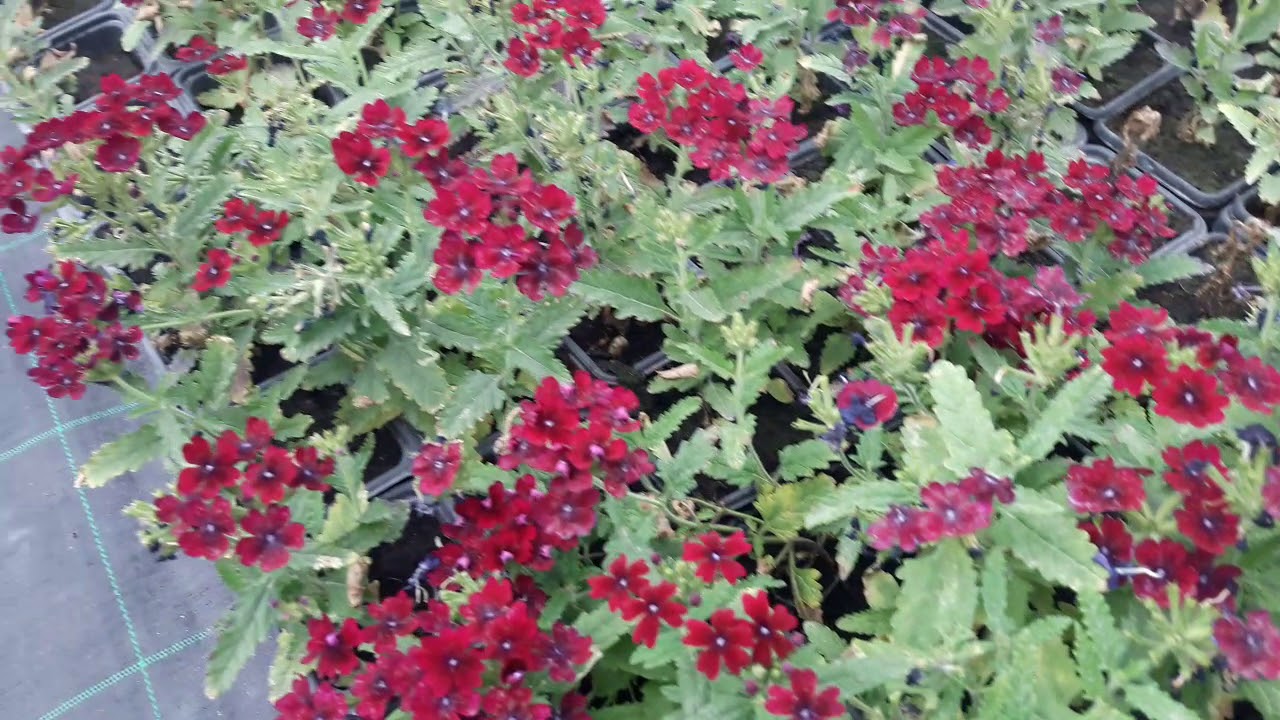 زهرة الفربينيا والسيلوزيا