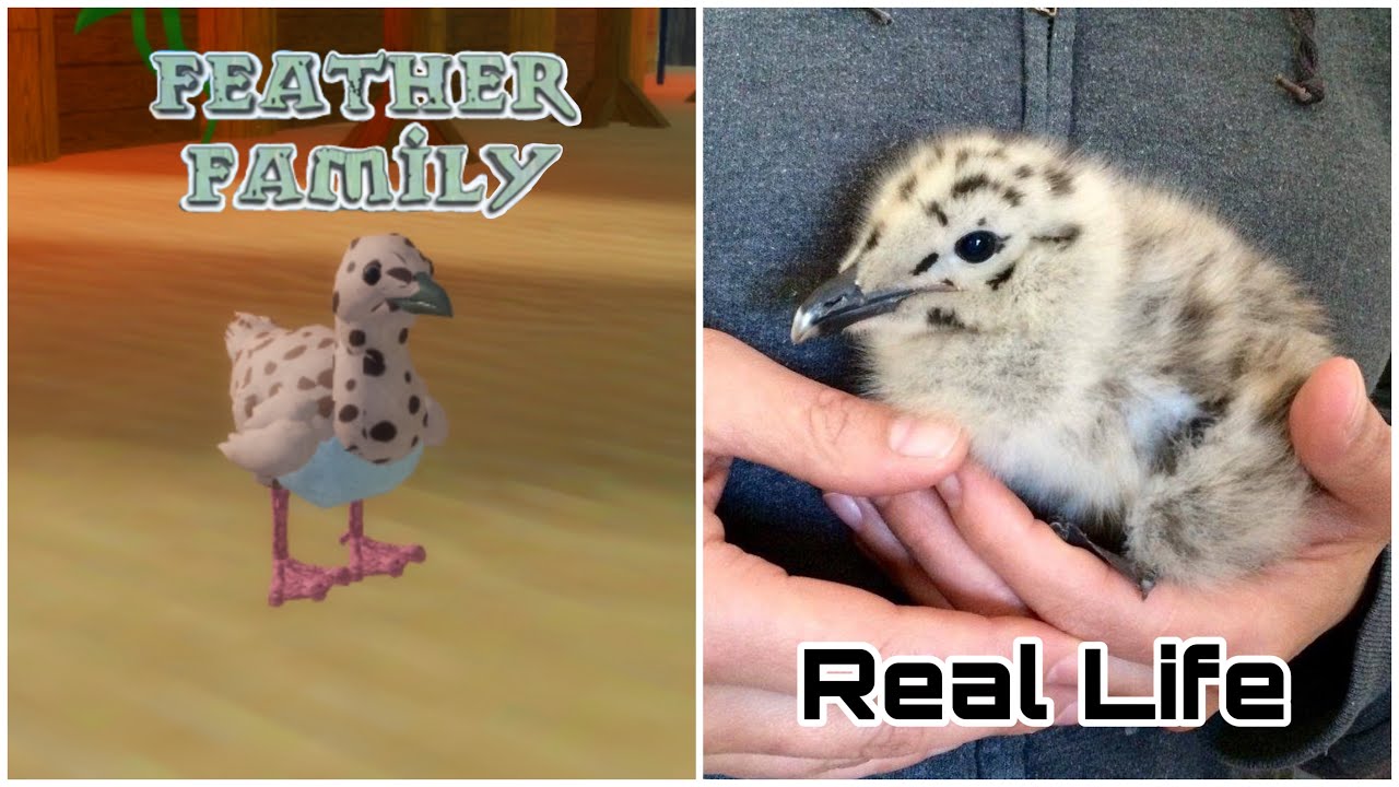 Feather Family In Real Life 8 YouTube