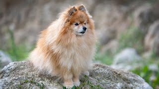 Pomeranian Meets Mirror Twin Adorable Confusion