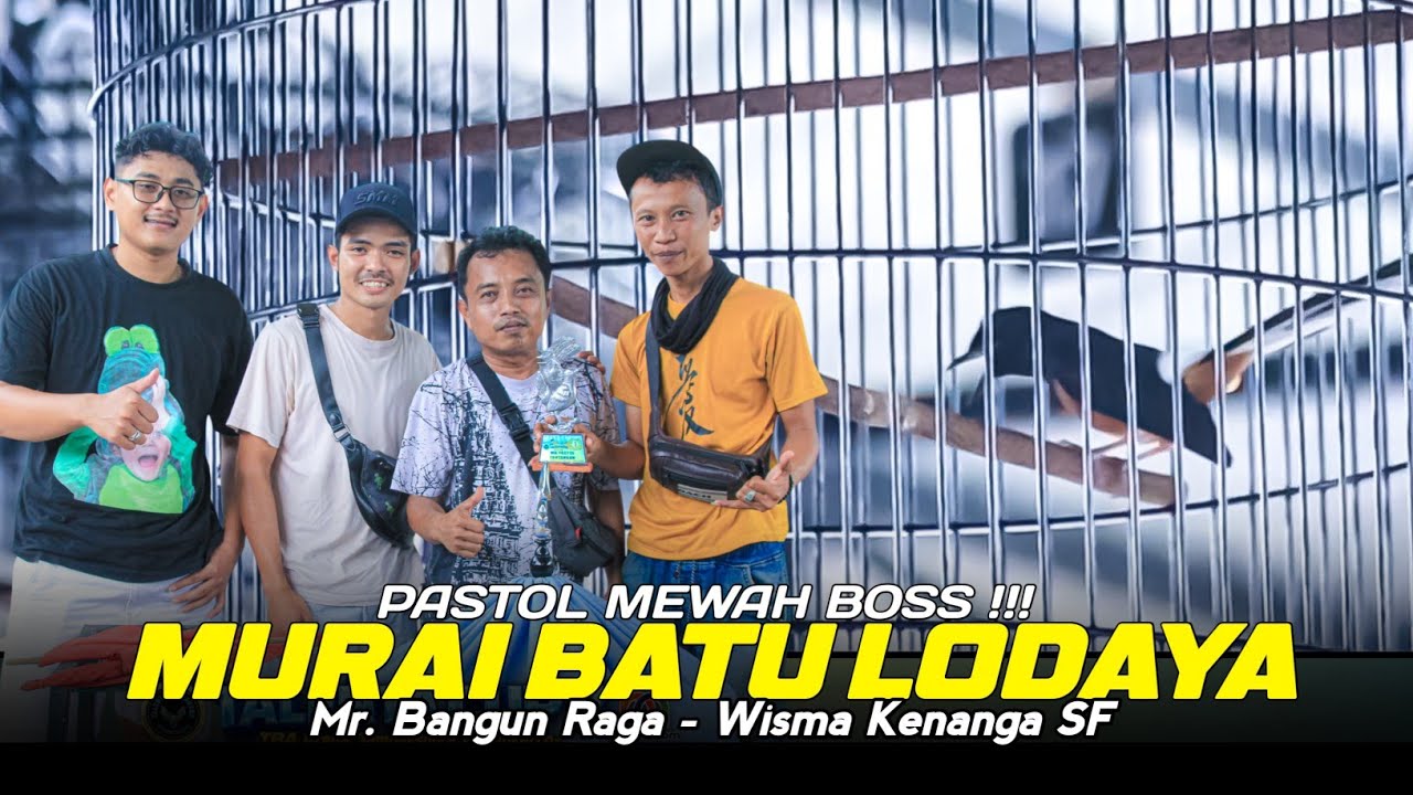 Pastol Mewah❗ Murai Batu LODAYA dari Wisma Kenanga SF  ||  Juara 1 dan 1