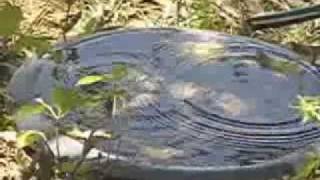 ripple reflections