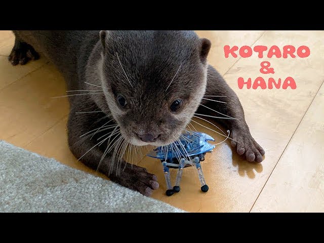 カワウソコタローとハナ　慎重にカブトムシロボを触るコタローと雑なハナ　Otter Kotaro&Hana vs Hex Bug Beetle Robot Toy