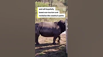 Rhinos Return To Mozambique 