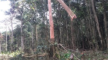 Tree Falling/Widow-maker...