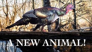 A New Animal on the Camera Trap! | DSLR CAMERA TRAP