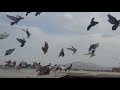 Hazara pigeons