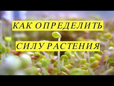 ⚡️Самая плодородная почва в мире⚡️Как определить огромный потенциал растения по его корням №346