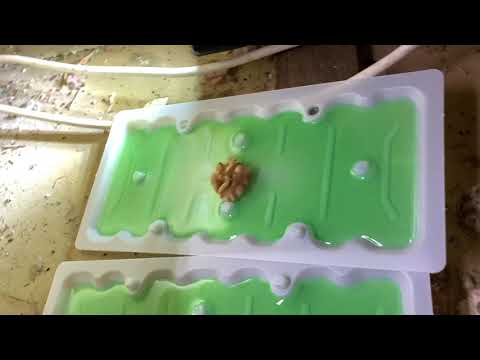 How to set out Tomcat Glue traps