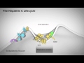 The Hepatitis C Lifecycle