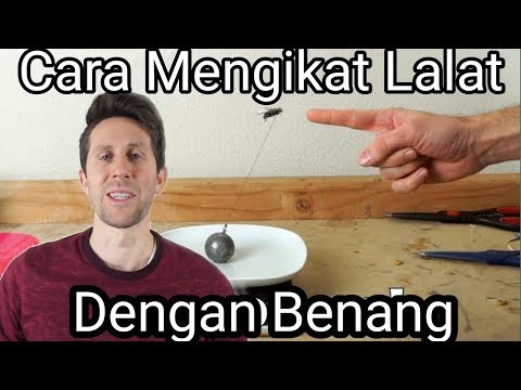 Video: Cara Mengikat Lalat