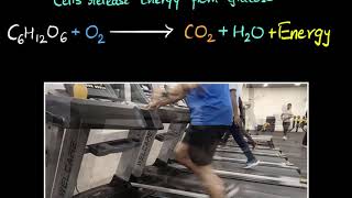 Aerobic \& anaerobic respiration  | Life processes | Biology | Khan Academy