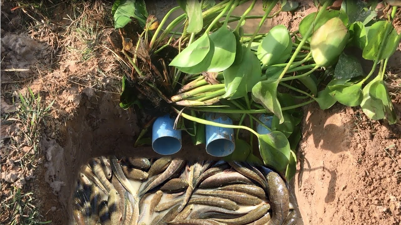 Amazing Man Make  Fish Trap - Animal Catching Technology