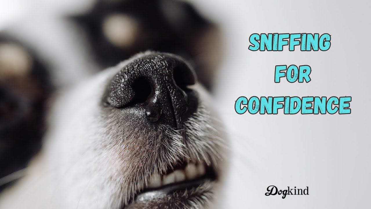 Развитие уверенности у собак с помощью игр с обнюхиванием