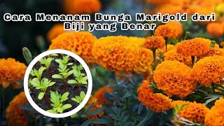 How to Grow Marigold Flowers from Seeds Correctly