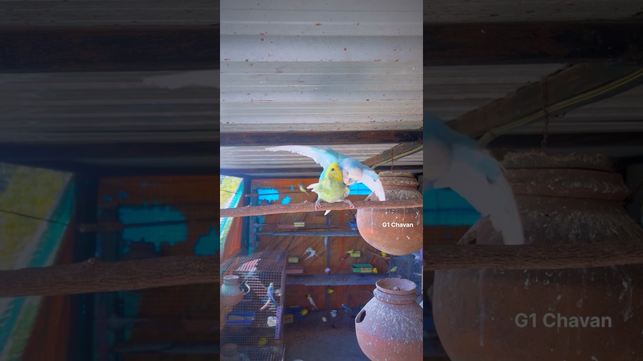 Budgie Breeding and Mating ❤️|| Budgies Parrots Mating || Love Birds’s || Australian parrot’s