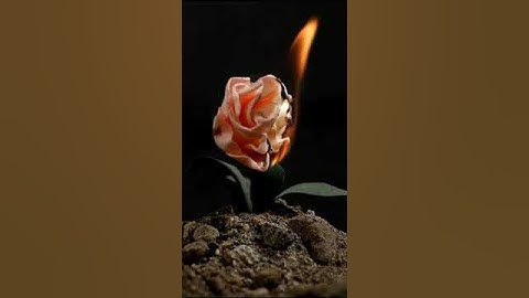 burning rose   artificial flower #short