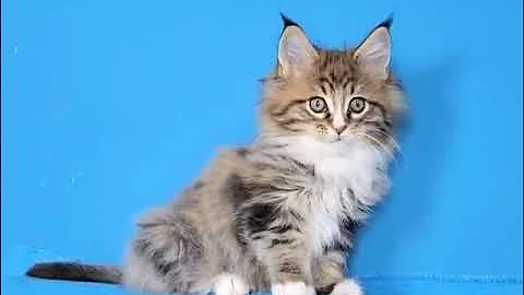 Watch the video about Purebred Maine Coon Kitten | Available for Adoption - Reputable Breeders Near You