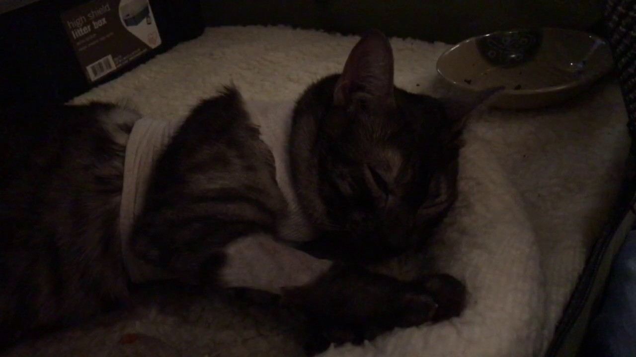 feline infectious peritonitis natural treatment Sleepy Smokey, day after surgery