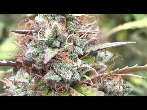 Kings Juice Auto Cannabonsai.  Greenhouse Seeds Co.