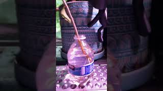 Water propagated rose of Sharon 💕