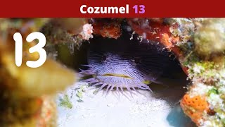 Cozumel part 13 - 2022 by Christy the Diver  25 views 1 year ago 4 minutes, 4 seconds