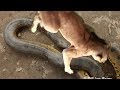 Giant anaconda vs Jaguar, vs lion. Great python vs lion real fight Animal attack